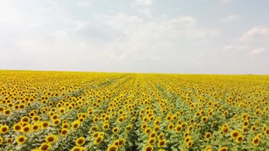 Ayçiçekli bir tarlanın üst görüntüsü. Bir İHA 'dan video