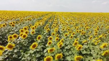Ayçiçekli bir tarlanın üst görüntüsü. Bir İHA 'dan video