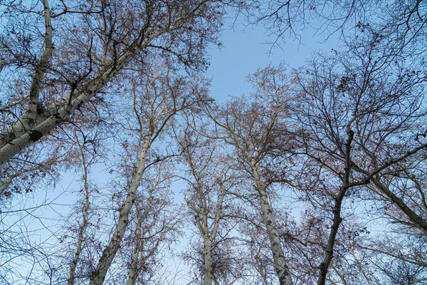 Gałęzie drzew bez liści z nieba — Zdjęcie stockowe