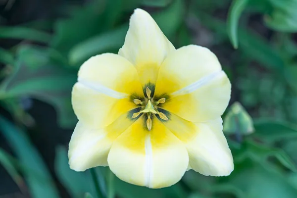 Belle tulipe jaune sur fond vert — Photo