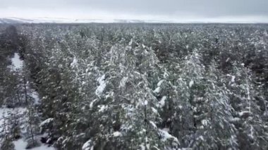 Kuş bakışı bir ağaçtan karla kaplı kozalaklı orman.