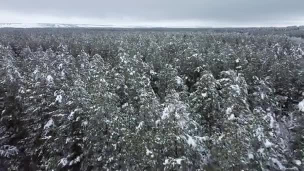 Floresta de coníferas coberta de neve a partir de uma visão panorâmica das aves — Vídeo de Stock