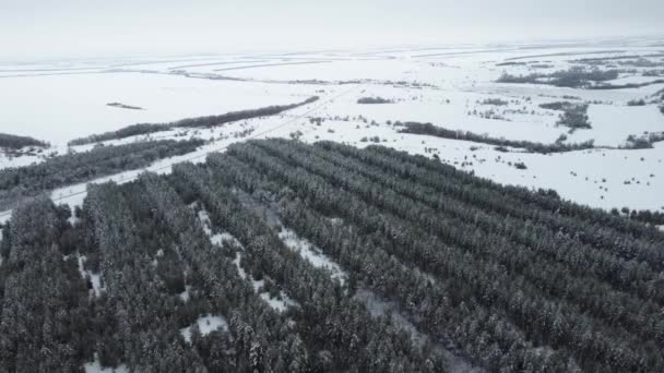 Bosque de coníferas cubierto de nieve desde una vista de pájaro — Vídeos de Stock