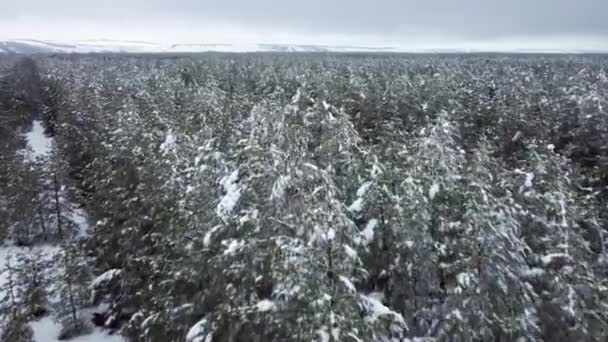 Schneebedeckter Nadelwald aus der Vogelperspektive — Stockvideo