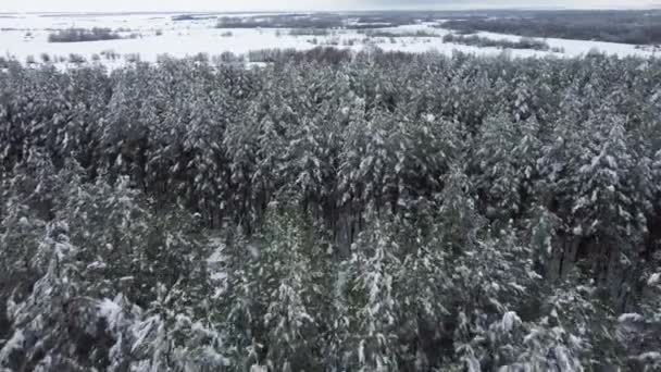 Bosque de coníferas cubierto de nieve desde una vista de pájaro — Vídeos de Stock