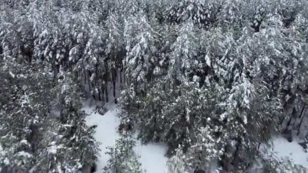 Snow-covered coniferous forest from a birds-eye view — Vídeo de Stock