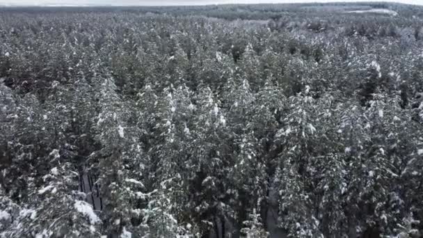Bosque de coníferas cubierto de nieve desde una vista de pájaro — Vídeos de Stock