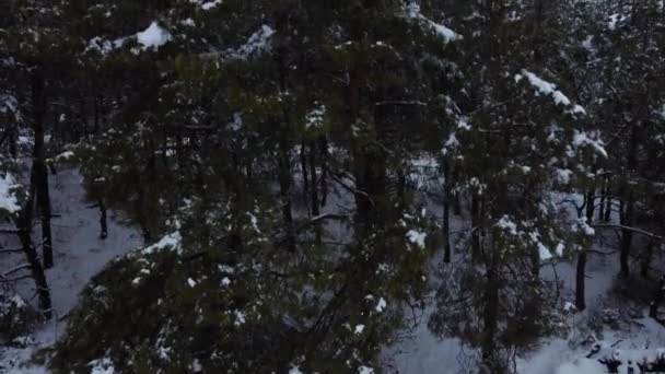 Bosque de coníferas cubierto de nieve desde una vista de pájaro — Vídeos de Stock