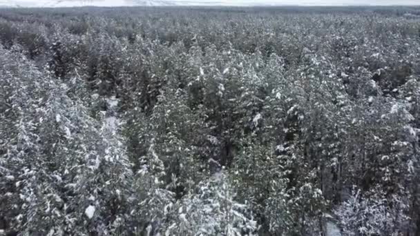 Bosque de coníferas cubierto de nieve desde una vista de pájaro — Vídeos de Stock