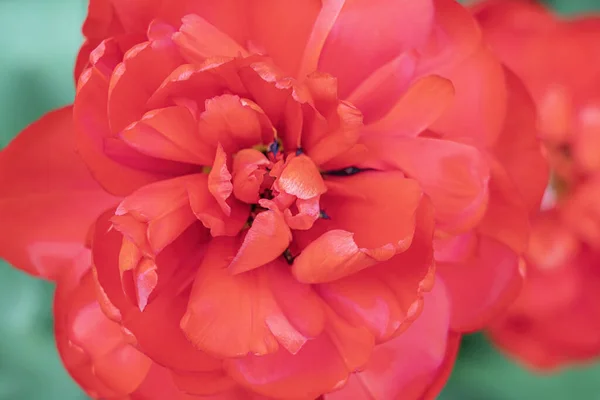 Red tulip bud close-up on a beautiful background — Zdjęcie stockowe