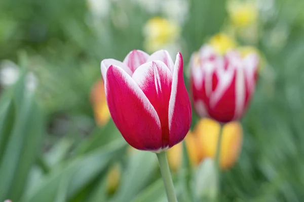 Tulipa vermelha em um fundo de tulipas amarelas — Fotografia de Stock