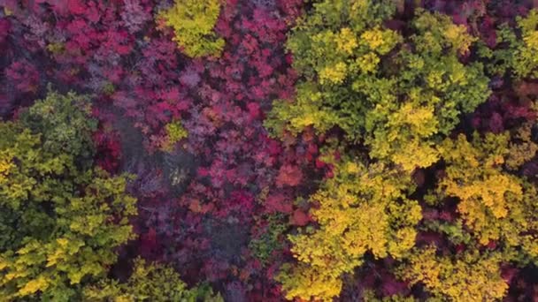 Jesień wielokolorowe las liściasty widok z góry z quadrocopter — Wideo stockowe