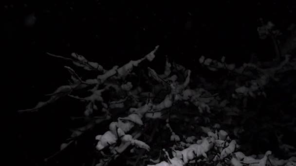 Falling snow and a tree at night — Video