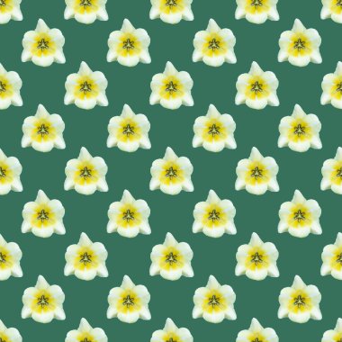 seamless pattern of a tulip bud on a green background