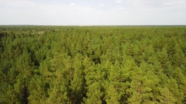 Kozalaklı ormanın havadan görünüşü. Bir kuadrokopterden video