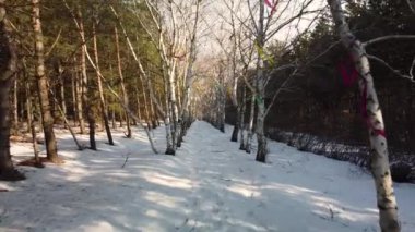 Kışın parkta kurdeleli huş ağacı sokağı.