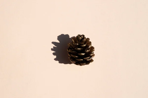 A fir cone with a hard shadow on an beige background — Stock Photo, Image