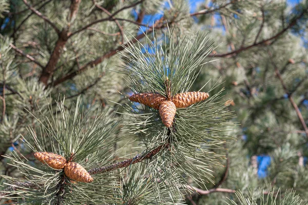 Конусы на сосновых ветвях против голубого неба — стоковое фото