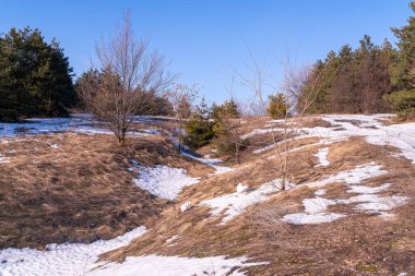 Kozalaklı ormanda eriyen karlar.