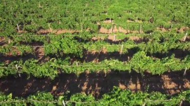 Havadan üzüm bağı manzarası. Yakın plan. ekran koruyucu