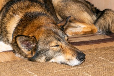 Köpek paspasın üzerinde tatlı tatlı uyuyor.