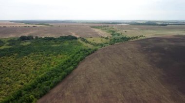Buğday tarlaları hava manzaralı. Bir kuadrokopterden video