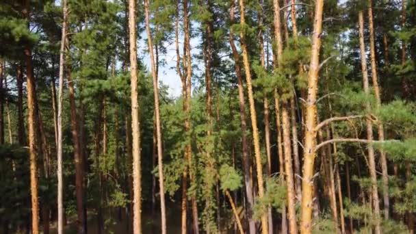 Letecký pohled na jehličnatý les. video z kvadrokoptéry — Stock video