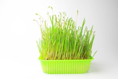 Beyaz arka planda hayvanları beslemek için ot tepsisi