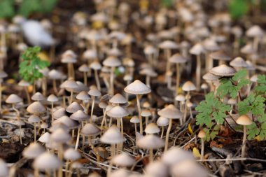 Sihirli mantarlar vahşileşiyor. Çılgınca büyüyen bir grup halüsinojenik mantar. Yasadışı psikoterapik madde