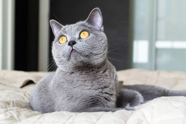 Brittiska Shorthair Katten Ligger Sängen Mysig Hem Bakgrund Med Fluffig — Stockfoto