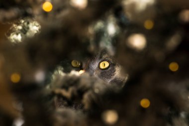 Noel ağacında saklanan evcil kedi. Büyük gözlü kedi seni izliyor. Güvenlik, mahalle devriyesi ve tatil suçları önleme kavramı.