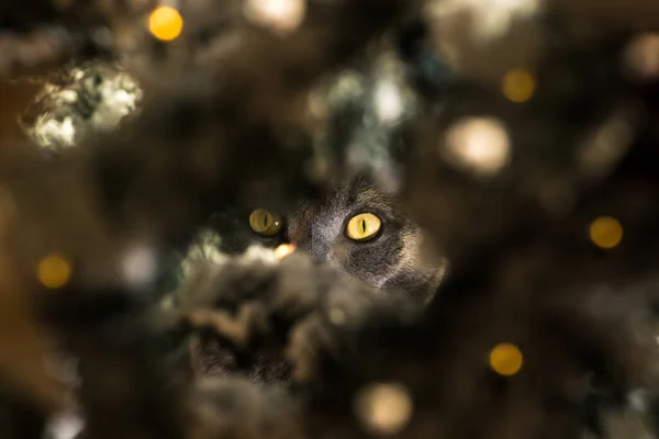 Haustierkatze Versteckt Sich Weihnachtsbaum Katze Mit Großen Augen Die Dich — Stockfoto