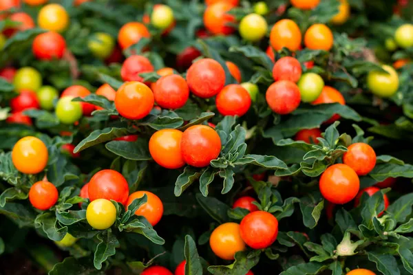 Jerusalem Cherry Pictures Jerusalem Cherry Stock Photos Images Depositphotos Jerusalem Cherry Pictures Jerusalem Cherry Stock Photos Images Depositphotos