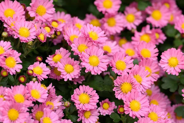 Pink bushy aster flower in a garden environment. Aster dumosus Rosenwichtel texture background — Stock Photo, Image