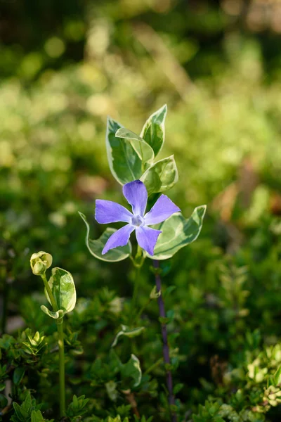 Фиолетовый цветок periwinkle или Vinca незначительный, меньший periwinkle или карлик periwinkle. Дикие цветы семейства догбанов в саду или лесу. Селективный фокус — стоковое фото