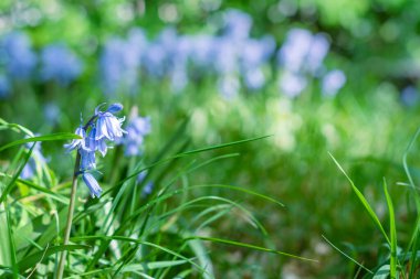 Bahar ormanında güzel çan çiçekleri. Mavi BlueBell çiçekleri ve metin için kopyalama alanı. Baharın güneşli arka planı. Seçici odak