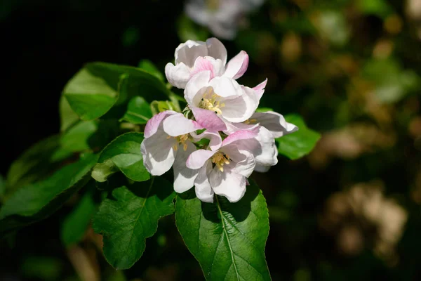 Apple blossom flowers on apple tree in springtime. Pink apple flower with stamens and petals in sunlight