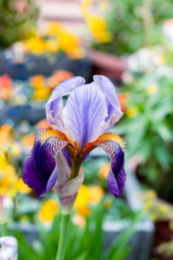 Arka planda kontrastlı renklerde mor iris çiçeği var. Seçici odak