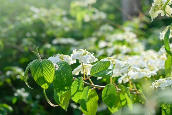 White flowers of hydrangea paniculata in the sunny garden. White flower blossoms in sun rays. Selective focus
