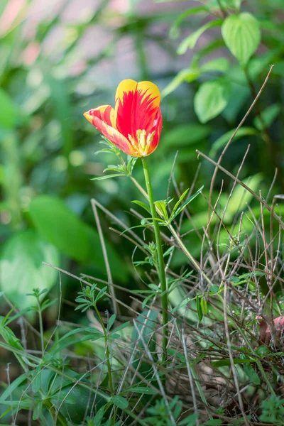 Red tulip flower not perfect but still beautiful. Be real not perfect concept. Be yourself, stay original. Selective focus — Stock Photo, Image