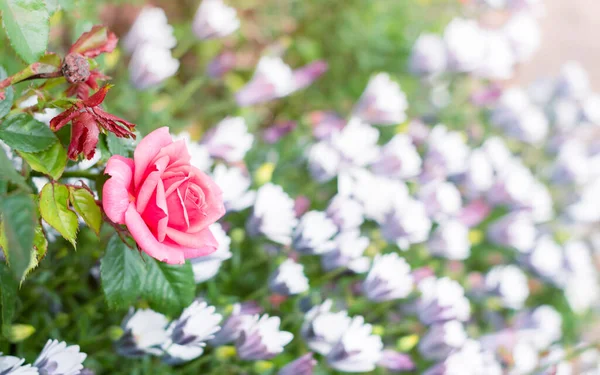 Bahçedeki Çiçeklikte Açan Pembe Gül Çiçeği Metin Için Kopyalama Alanı — Stok fotoğraf