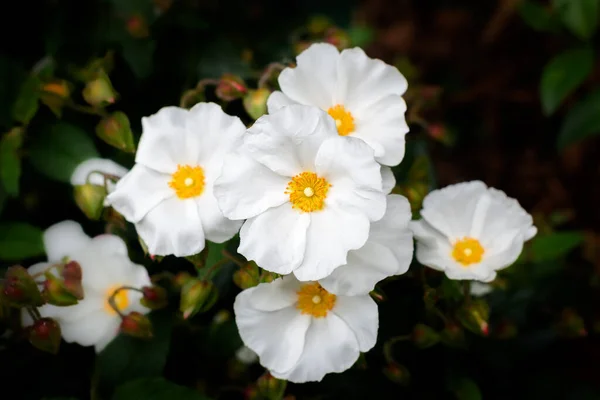 Каменная Роза Сагеляф Цветущая Саду Шалфей Лиственный Роза Cistus Salviifolius — стоковое фото