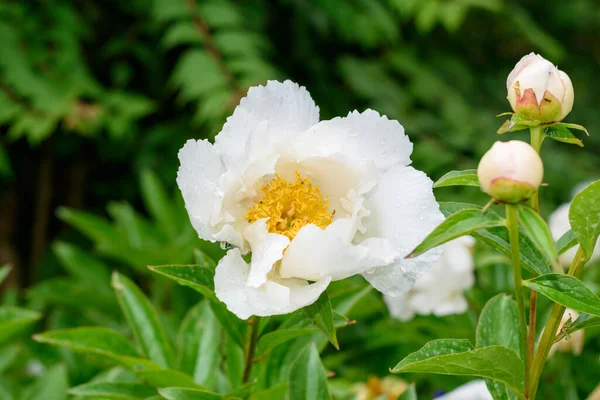 Biały Kwiat Piwonii Ogrodzie Skopiuj Miejsce Tekst Płytkie Ogniskowanie Selektywne — Zdjęcie stockowe