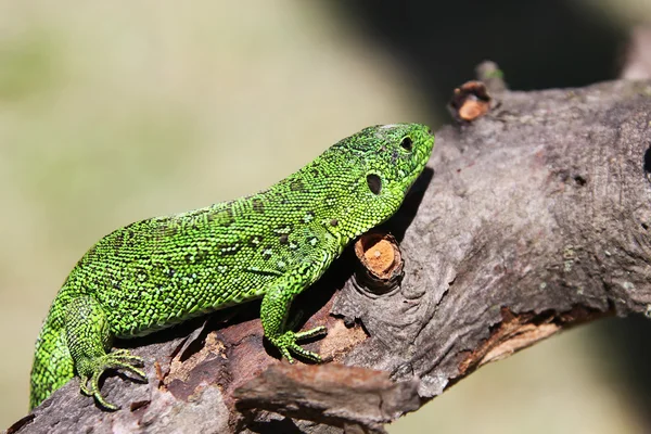 Lagarto — Fotografia de Stock