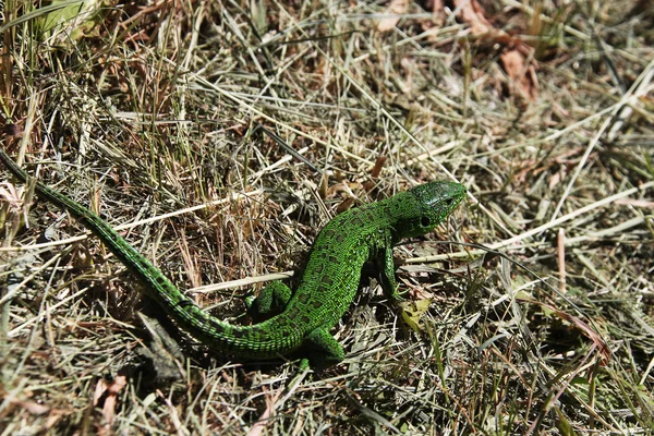 Lizard — Stock Photo, Image