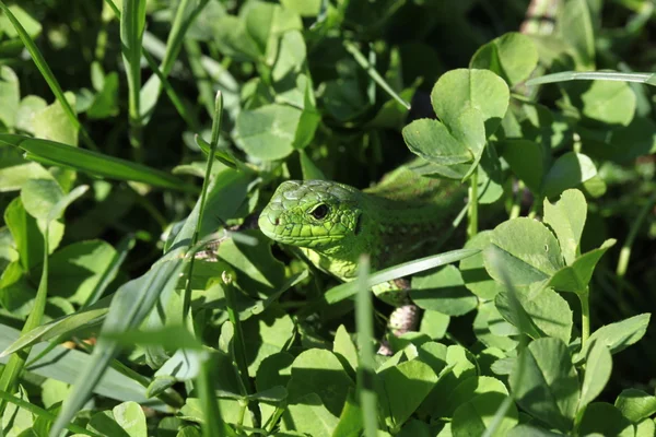 Lizard — Stock Photo, Image