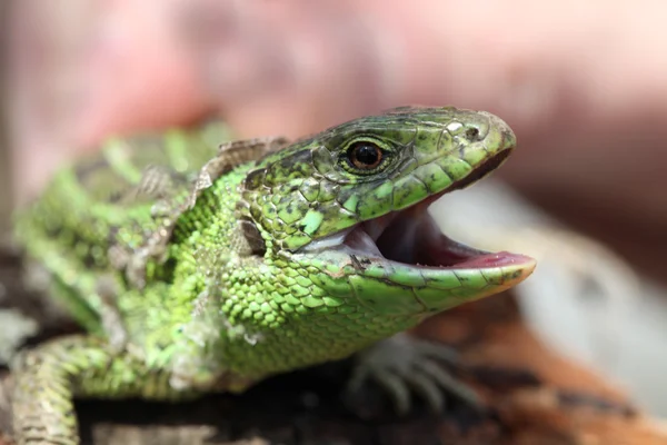 Lizard — Stock Photo, Image