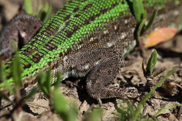 Lagarto — Fotografia de Stock