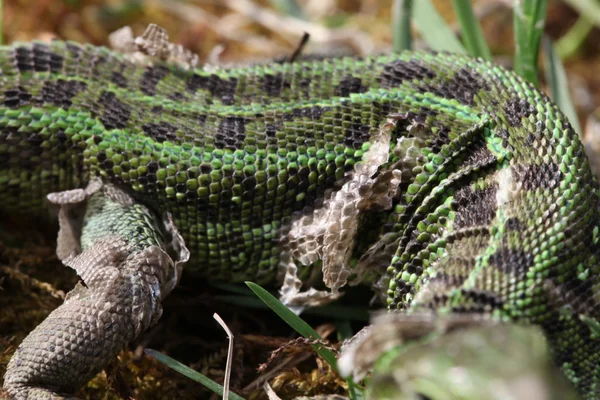 Lizard — Stock Photo, Image