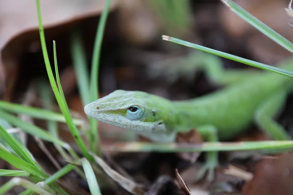 Lizard — Stock Photo, Image